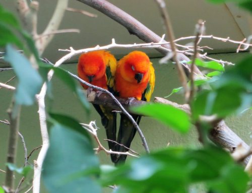 Astrologisch durch das Jahr – Januar 2026